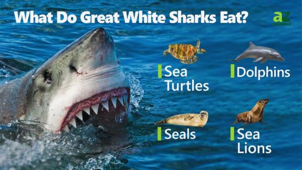 What Do Great White Sharks Eat