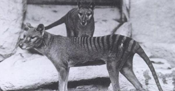 This photo is of a pair of Thylacines, a male and female, received from Dr. Goding in 1902. The Thylacine (Thylacinus cynocephalus) is a large, carnivorous marsupial also known as the Tasmanian Tiger or Tasmanian Wolf. It is now believed to be extinct.