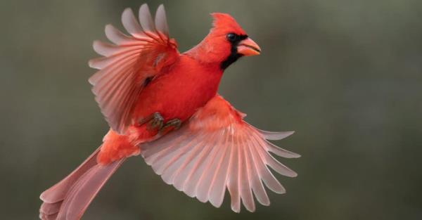 Northern cardinal in flight