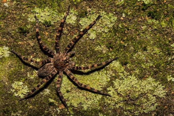 发现7只棕色蜘蛛爬行在新泽西州