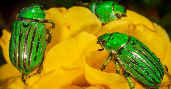 发现10种绿色甲虫