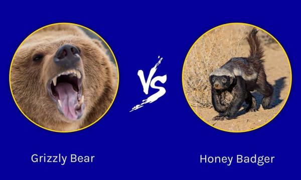 史诗般的战斗:灰熊对蜜獾