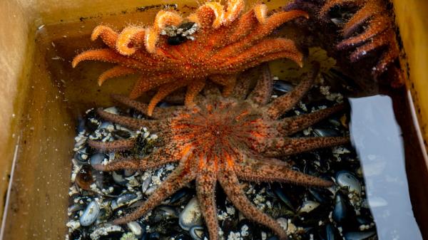 标志性的西海岸向日葵海星面临濒危物种的认定