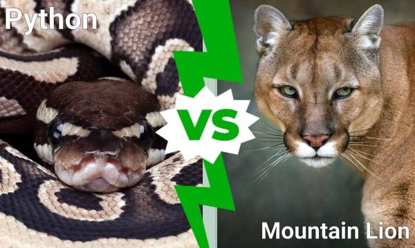 Python vs Mountain Lion