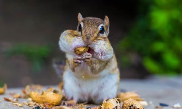 chipmunk havin<em></em>g nuts