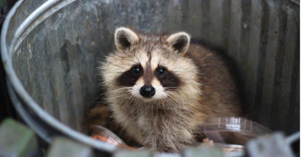 raccoon in a trashcan