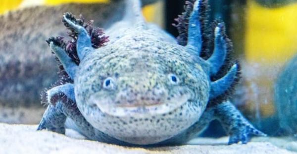 blue axolotl