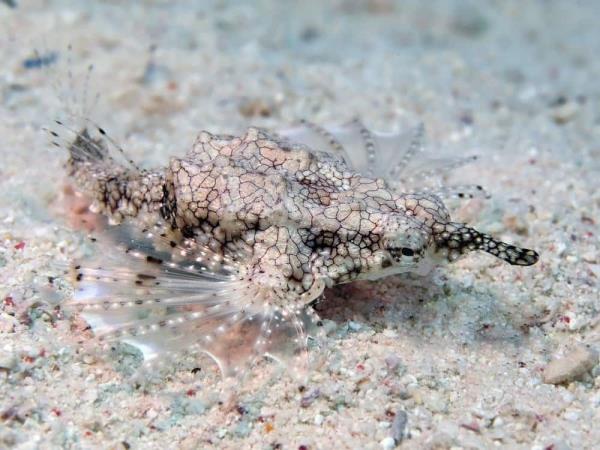 Baby drago<em></em>nfish on the ocean floor