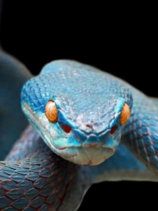 这些迷人的蛇照片会让你大吃一惊!
