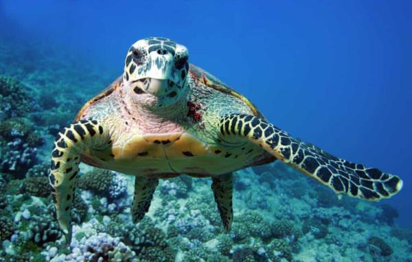 发现4种已经灭绝的海龟!