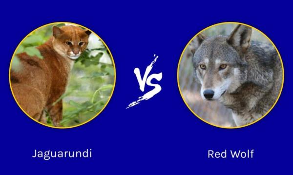 Jaguarundi vs Red Wolf
