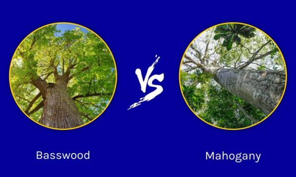 Basswood vs Mahogany