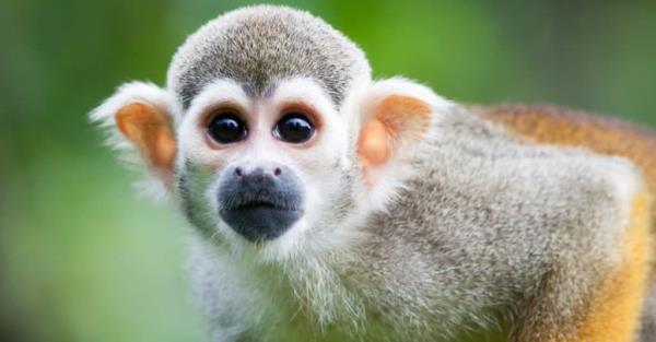 10个不可思议的松鼠猴事实