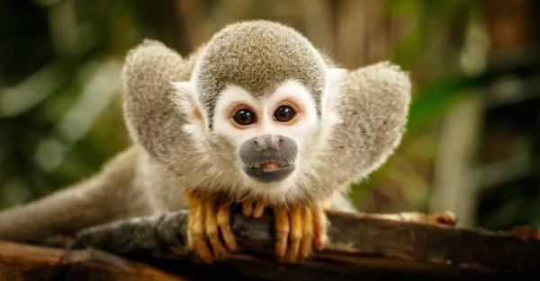 Smallest Monkeys: Squirrel Monkey