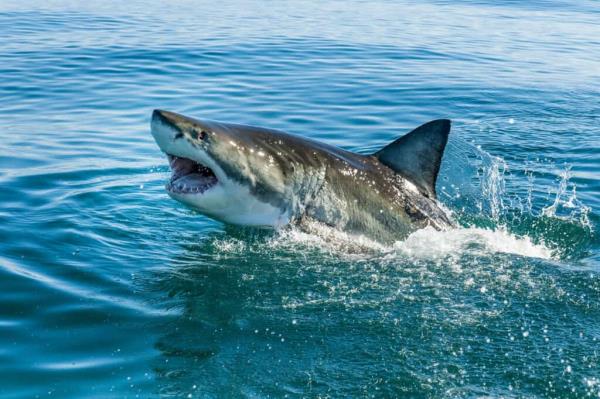 2022年到目前为止，佛罗里达州鲨鱼袭击事件的完整列表