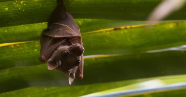 Peters dwarf epauletted fruit bat hanging in fruit tree