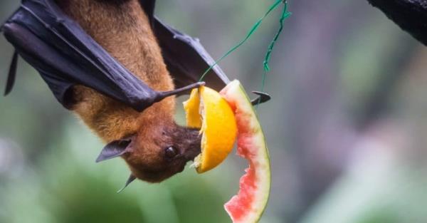 Fruit bat, also known as flying fox hanging upside and down eating juicy orange and watermelon