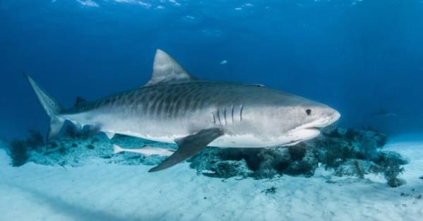 Largest Tiger Shark - tiger shark's distinctive feature
