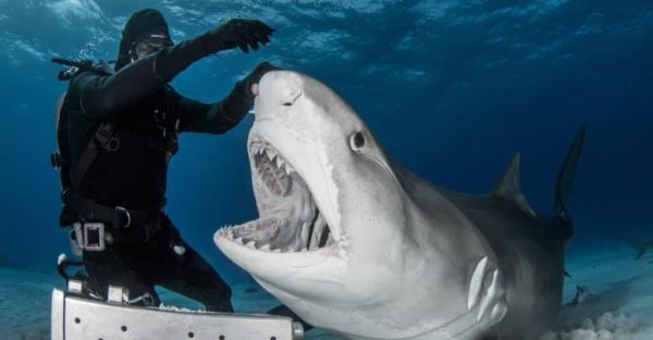 What do tiger sharks eat - feeding a tiger shark