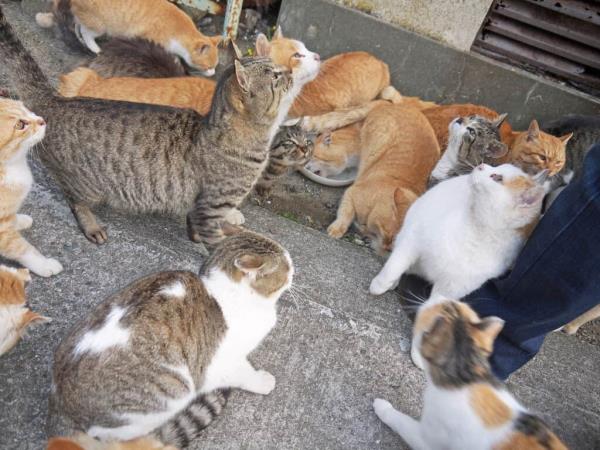 Group of cats on Aoshima Island huddled together